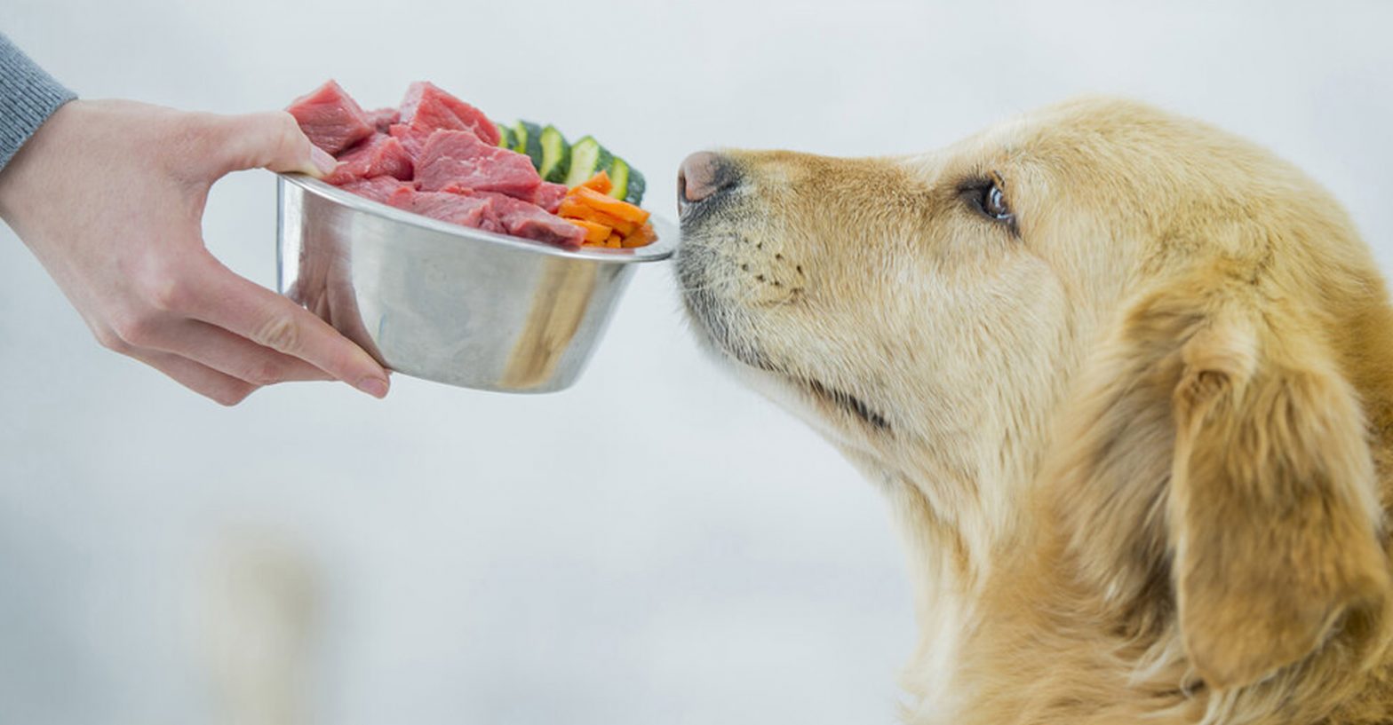 lindsay giguiere, healthy food for dogs