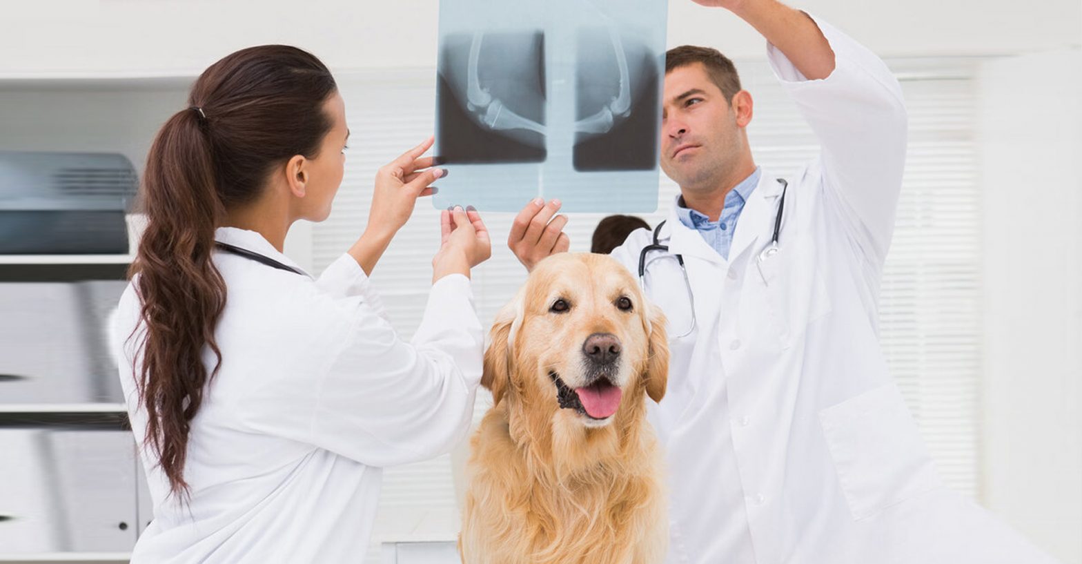 lindsay giguiere, examining dogs x-ray
